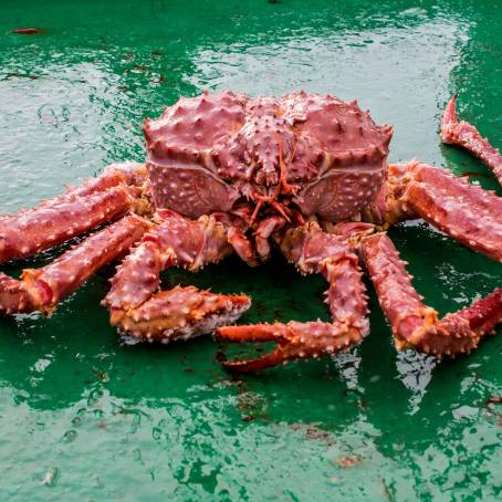 The Kamchatka King Crab A Marvel of the Pacific