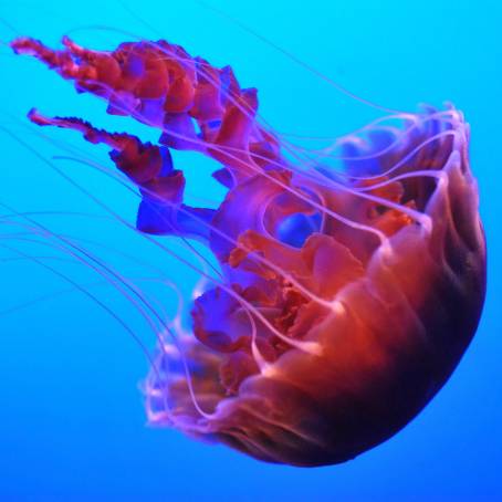 The Hidden Threat Poisonous Jellyfish of the Red Sea