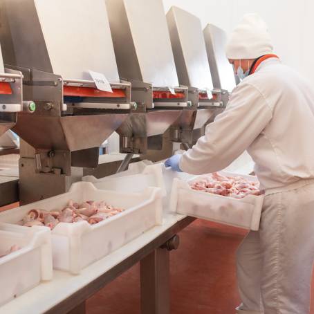 Streamlining Chicken Production in Poultry Processing Plants