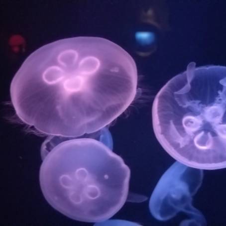 Exploring the Poisonous Jellyfish of the Red Sea Reefs