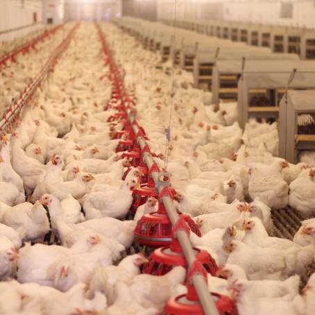 Poultry Processing Insights The Chicken Meat Production Line