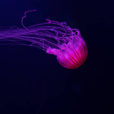 Toxic Encounters Jellyfish in the Red Sea