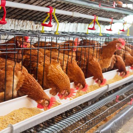 Poultry Processing Innovations Enhancing Chicken Production