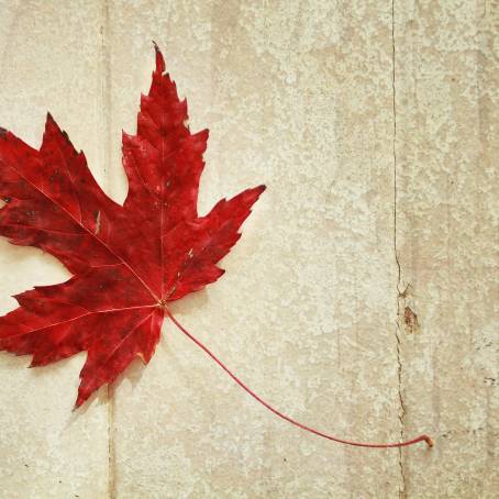 Artistic Dried Leaf with Rich Red Shades