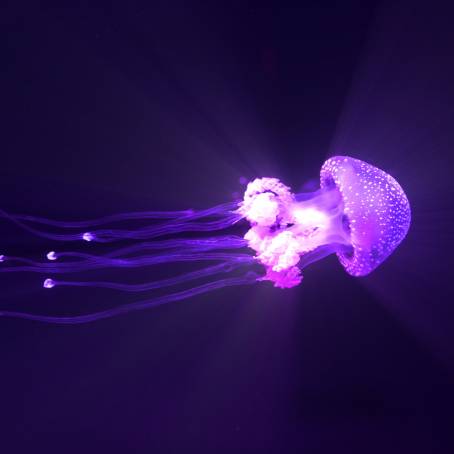 Jellyfish of the Red Sea A Toxic Beauty