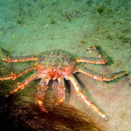 The Rich Ecosystem of Kamchatka King Crab Waters