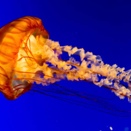 The Red Sea Poisonous Jellyfish Natures Enigma