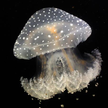 Poisonous Jellyfish Beautiful Yet Dangerous in the Red Sea