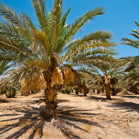 Lush Date Palm Canopy Under the Blue Horizon