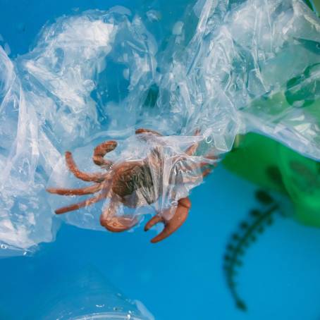 Kamchatka King Crab A Giant of the Pacific