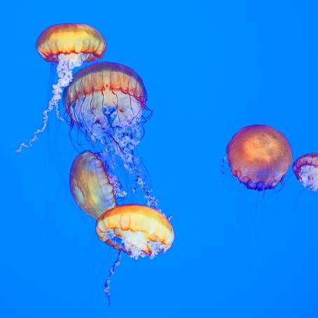 Understanding the Toxicity of Jellyfish in the Red Sea