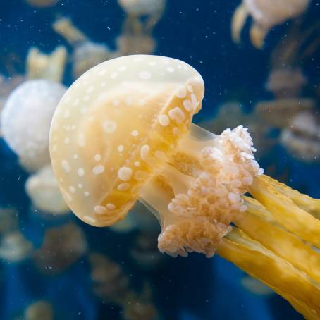 The Intriguing World of Poisonous Jellyfish in the Red Sea