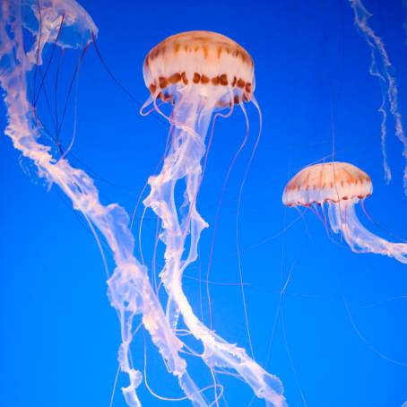 Dangers Beneath Poisonous Jellyfish of the Red Sea