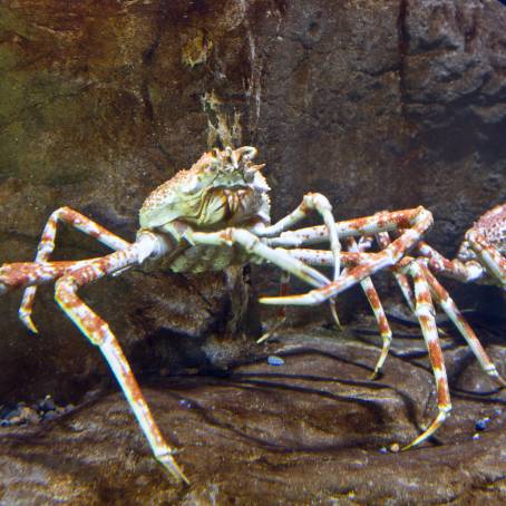 Kamchatka King Crab The Jewel of the Pacific