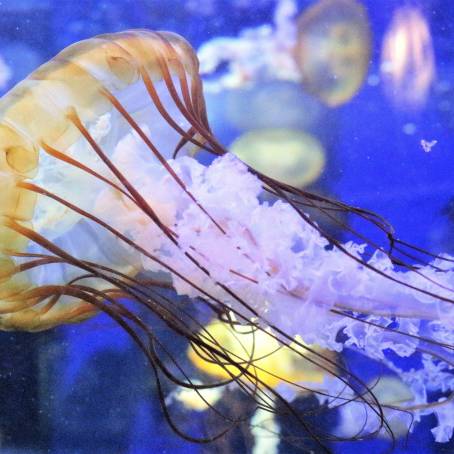 The Enigmatic Jellyfish Poisonous Species of the Red Sea