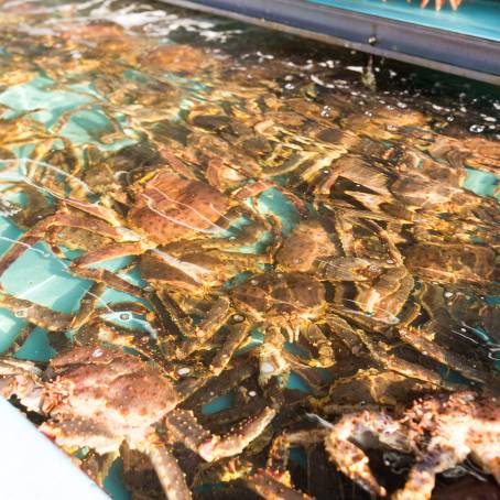 The Fascinating Life of Kamchatka King Crab