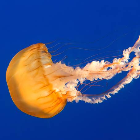 Living with Poison Jellyfish of the Red Sea