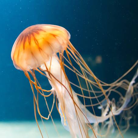 Underwater Danger The Poisonous Jellyfish of the Red Sea