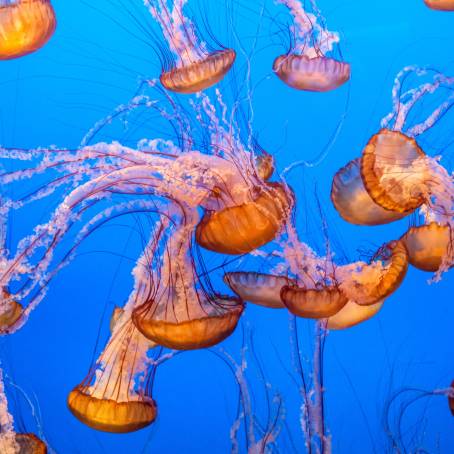 Jellyfish in the Red Sea A Cautionary Tale