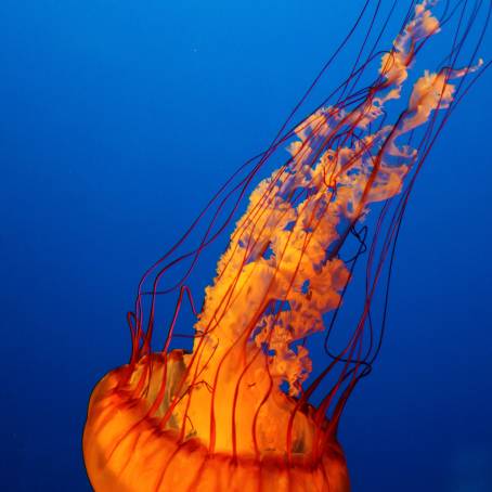 Toxic Beauty Poisonous Jellyfish of the Red Sea