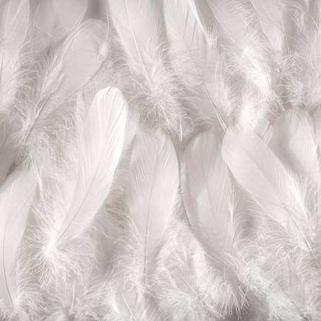 Delicate CloseUp of a White Feather