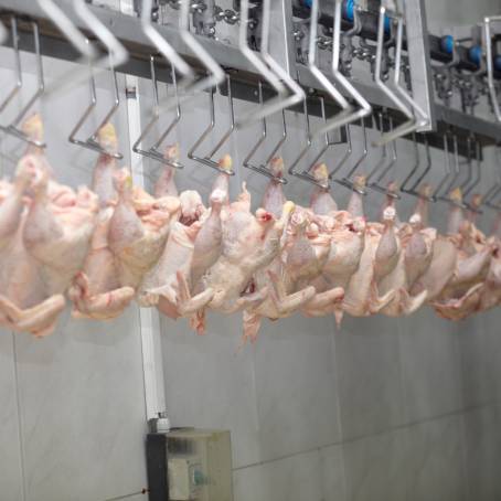 Poultry Processing Plant The Art of Chicken Meat Production