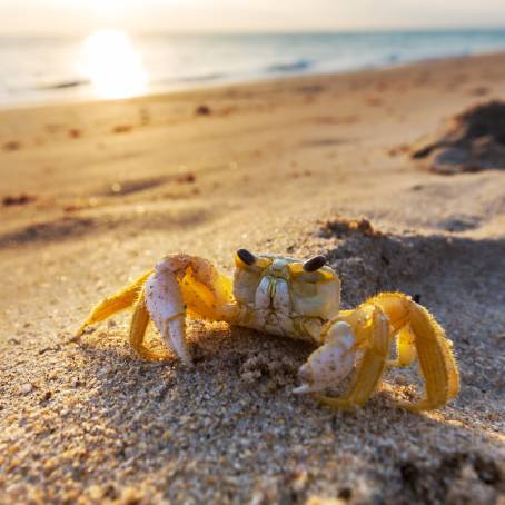 Life Underwater The Kamchatka King Crab