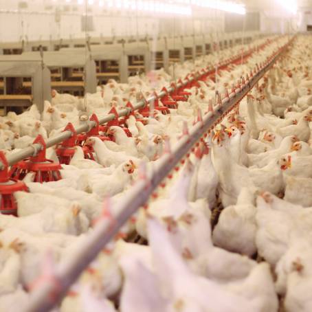 Inside a Poultry Processing Plant Chicken Meat Production