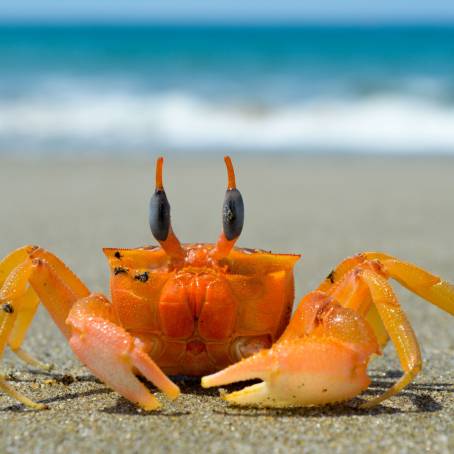 Kamchatka King Crab An Icon of the Pacific Sea