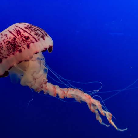 The Dangers of Jellyfish A Look at Red Sea Species