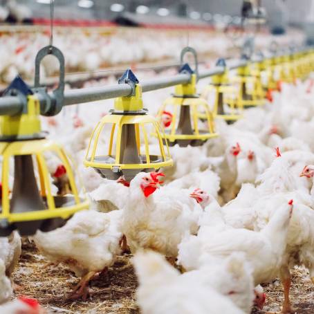 Understanding the Poultry Processing Line Chicken Production