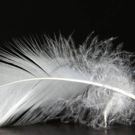 CloseUp of a White Feather Natures Detail