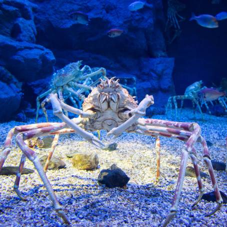 The Majesty of Kamchatka King Crab in Pacific Waters