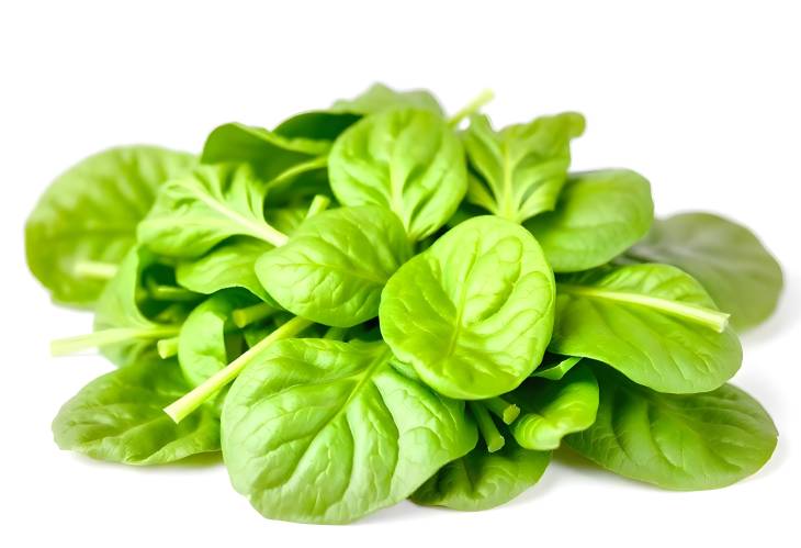 Fresh Spinach Leaves A Nutritional Powerhouse