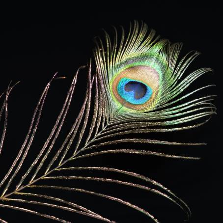 A Peacock Feather Natures Colorful Masterpiece