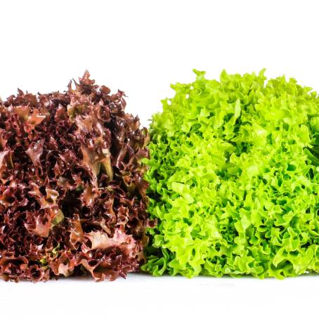 Fresh and Crisp Red and Green Leaf Lettuce Together