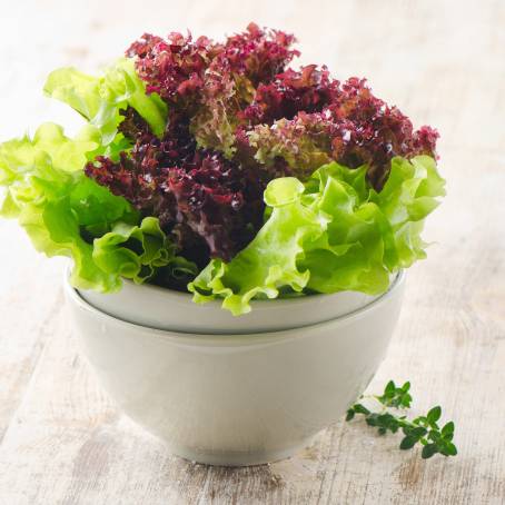 Wholesome Greens Fresh Red and Green Lettuce in the Farm