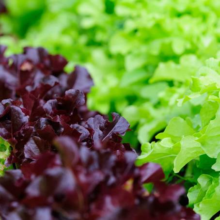 Lettuce Symphony Red and Green Leaves in Harmony