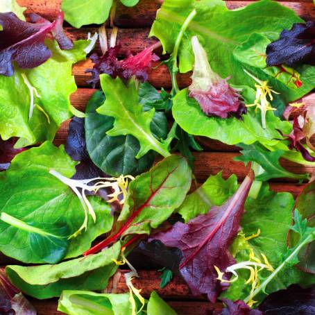 Garden Fresh Red and Green Lettuce Ready to Harvest