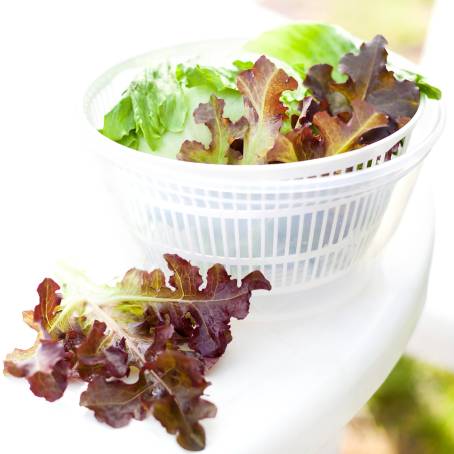 Lettuce Bliss Red and Green Varieties in the Garden