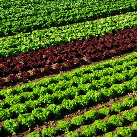 Lettuce Harvest Fresh Red and Green Leaves in the Garden