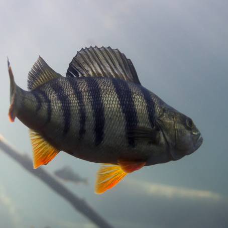 Open Finned Striped River Perch A Glimpse of Nature