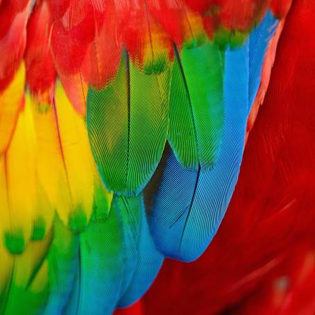 Abstract Feather Patterns A Colorful CloseUp