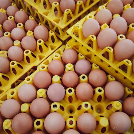 Quality First Packaging Fresh Chicken Eggs