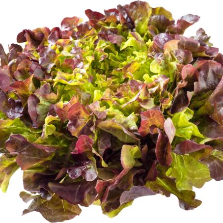 Garden Greens Fresh Red and Green Lettuce Leaves