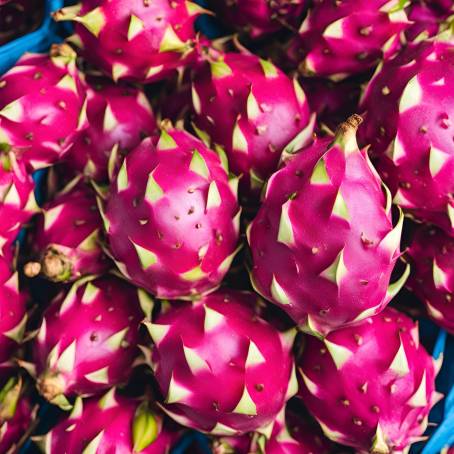 Exotic Market Finds Fresh Dragon Fruit in Abundance