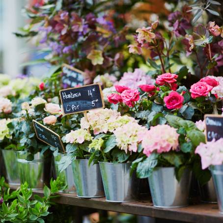 The Art of Flowers A Selective Focus Perspective