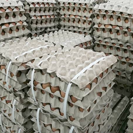 Fresh Eggs in Focus Packaging on the Conveyor