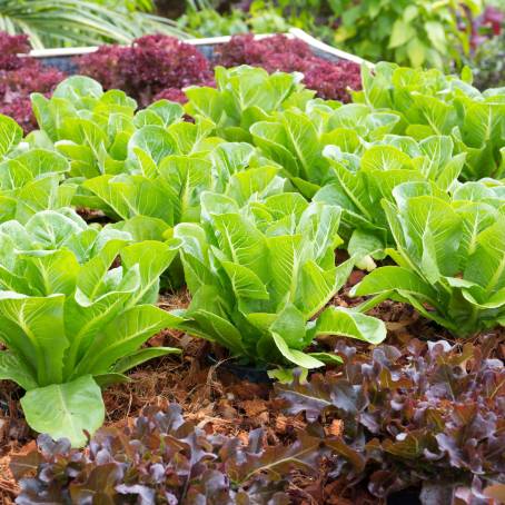 Lettuce Medley Red and Green Varieties Growing Together