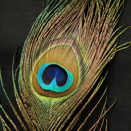 Elegant Peacock Feather Natures Colorful Masterpiece